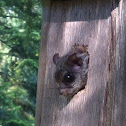 Northern Flying Squirrel