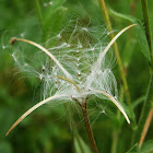 Willow herb seeds pods