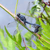 Slaty Skimmer Dragonflies Mating