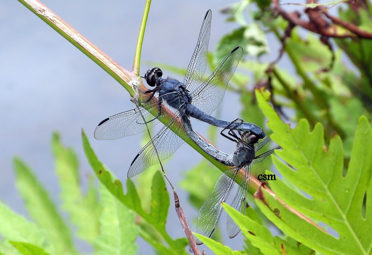 Slaty Skimmer Dragonflies Mating