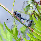 Slaty Skimmer Dragonflies Mating