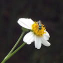 halictid bee