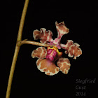 Mule-ear Orchid