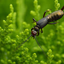 European earwig (Common earwing)