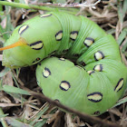 White-lined sphinx moth caterpillar