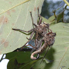 Robber flies (mating)