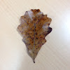 Bur oak leaf