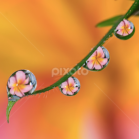 Morning pearls by Citra Hernadi - Nature Up Close Natural Waterdrops