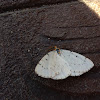 Chain-dotted geometer