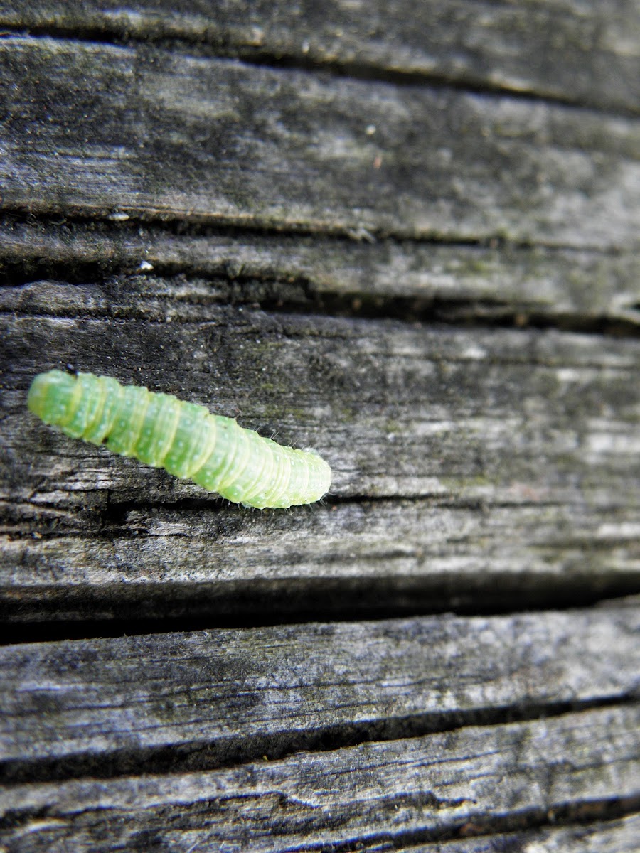 caterpillar with parasite