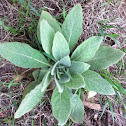 Green weed with fuzzy leaves