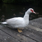Feral muscovy duck