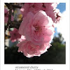 ornamental cherry blossom