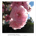 ornamental cherry blossom