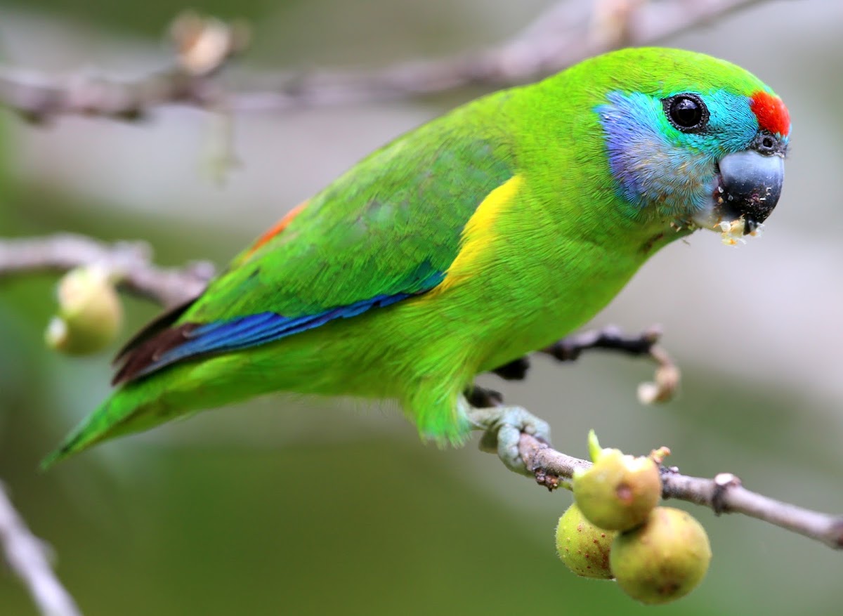 Double-Eyed Fig Parrot ( Female )