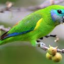 Double-Eyed Fig Parrot ( Female )