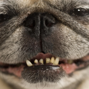 Pug vs Chicken Nuggets ALPHA.apk 0.1