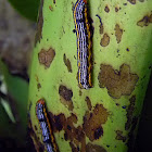 lily caterpillar
