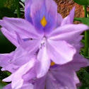 Water hyacinth 