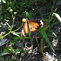 Lesser wanderer butterfly