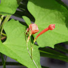 Small Red Morning Glory