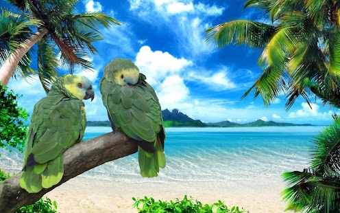 Parrot Wallpaper Screenshots 14