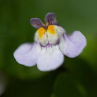 Ivy-leaved toadflax