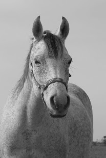 Lastest Horse Photo Free APK for Android