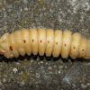 Witchetty Grub/Cossid Moth Larvae