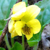 Roundleaf Yellow Violet