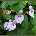 Unidentified Wild Balsam