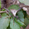 Enormous Leaf-Footed Bug