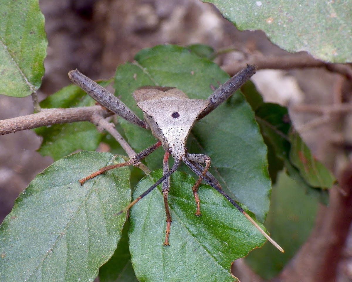 Enormous Leaf-Footed Bug