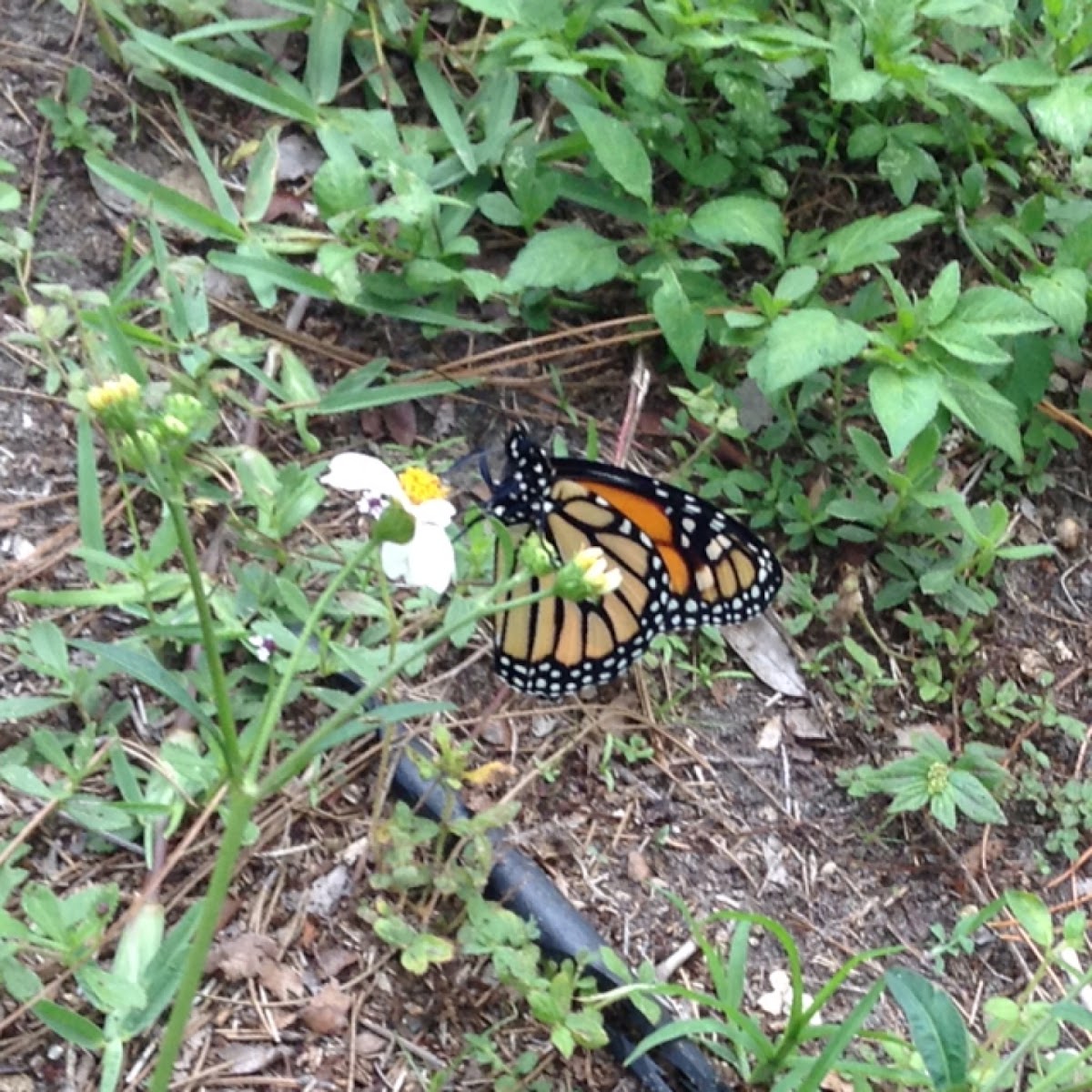 Monarch butterfly