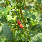 Cotton Stainer bug