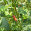 Cotton Stainer bug