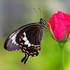 Fuscus Butterfly