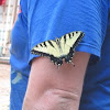Eastern tiger swallowtail (Female)