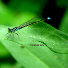 Common Bluetail ♂