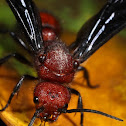 Velvet Ant/Cow Killer Ant male