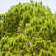 Sumatran Pine (Kerinci Strain)