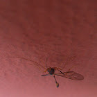 ichneumon wasps