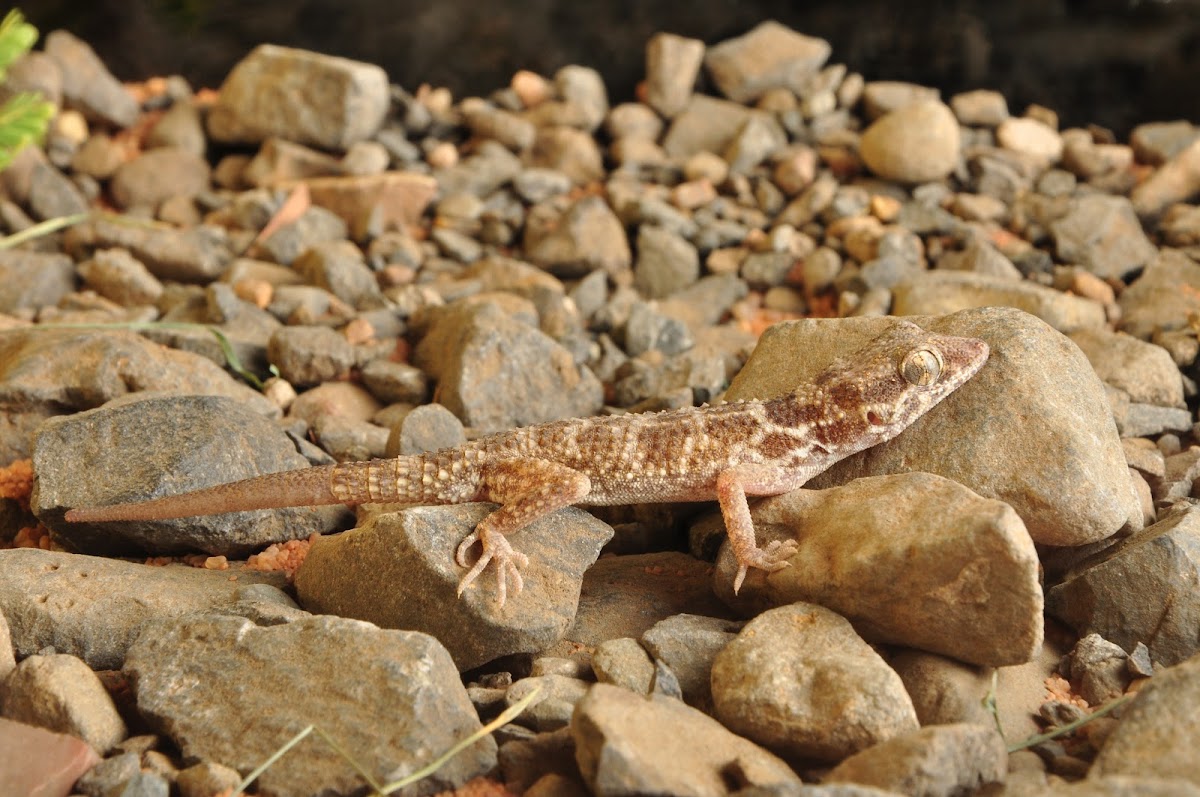 Baluch ground gecko