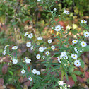 Panicled aster