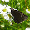Wild indigo duskywing butterfly