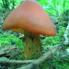 witch's hat, conical wax cap or conical slimy cap