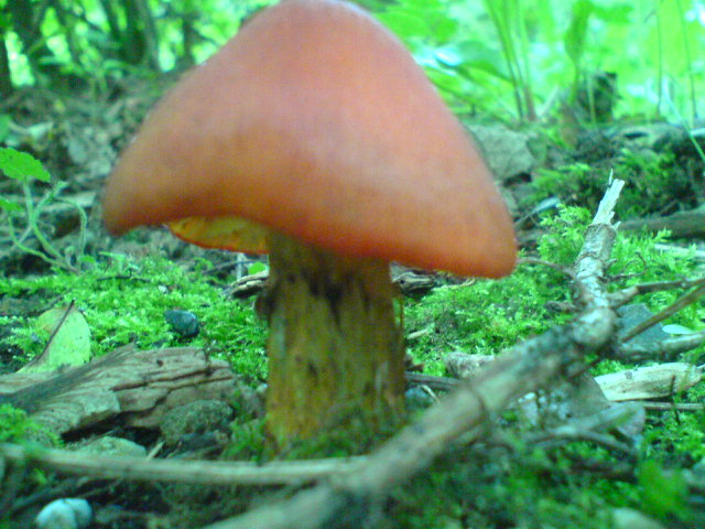 witch's hat, conical wax cap or conical slimy cap