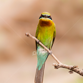 Blue-tailed Bee-eater by Sahad Siddique - Animals Birds