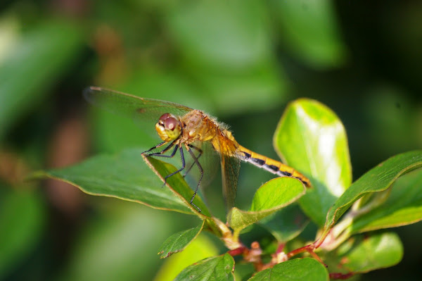 Meadowhawk (female) | Project Noah
