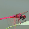 Crimson marsh Glider